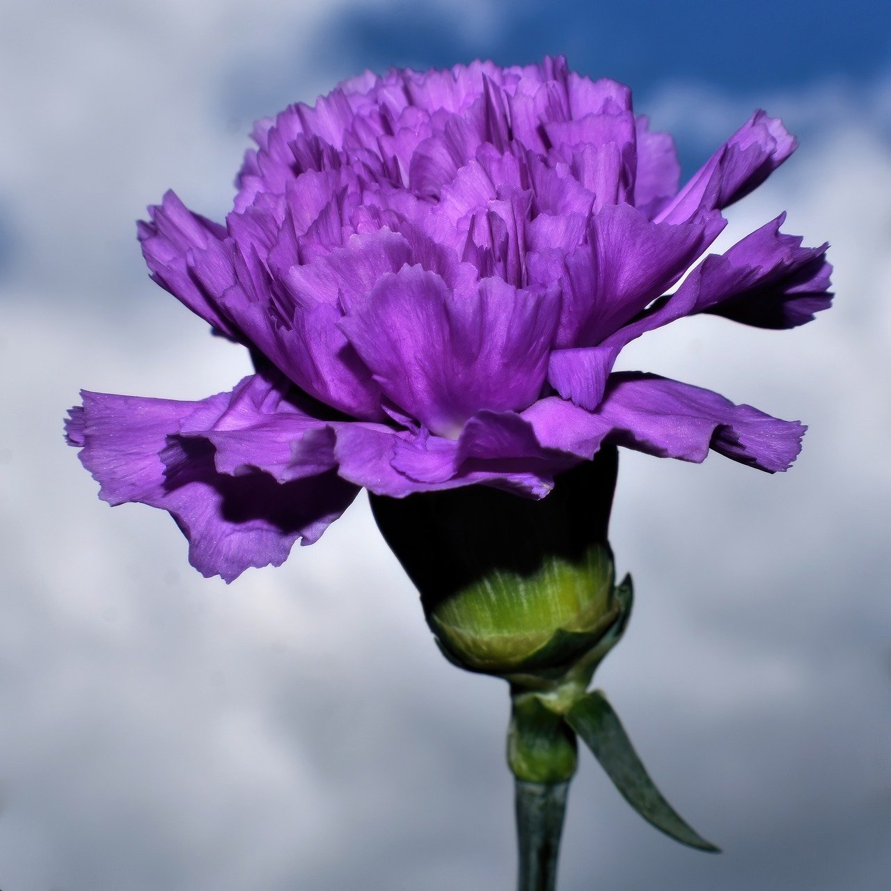 carnation, flower, purple carnation-7411286.jpg